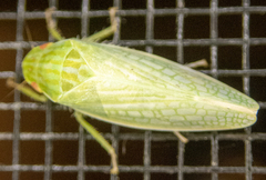 Gyponana