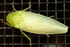 Gyponana