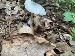 Clitocybe odora