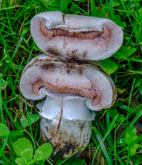 Agaricus bernardii