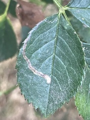 Stigmella anomalella