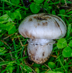 Agaricus bernardii