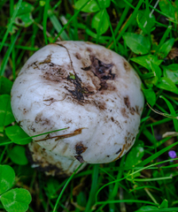 Agaricus bernardii