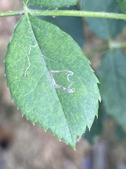 Stigmella anomalella