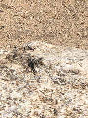 Uta stansburiana elegans