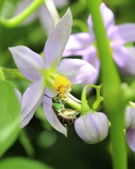 Augochloropsis ignita
