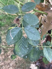 Stigmella anomalella