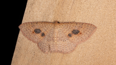 Epicyme rubropunctaria