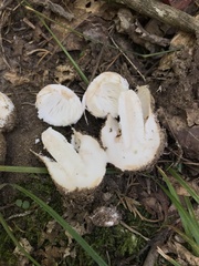Amidella