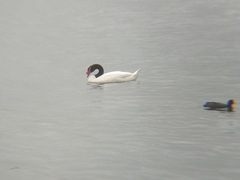 Cygnus melancoryphus