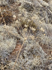 Lomatium nudicaule