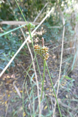 Carex extensa