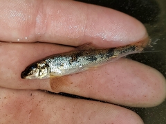 Hypentelium nigricans