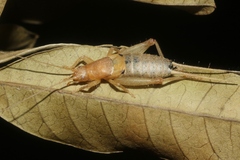 Ornebius bimaculatus