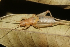 Ornebius bimaculatus