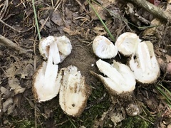 Amidella