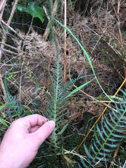 Blechnum parrisiae