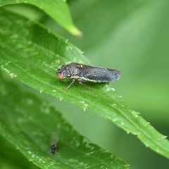 Paraulacizes irrorata