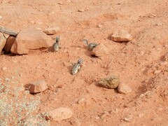 Ammospermophilus leucurus