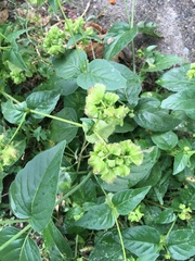 Mirabilis