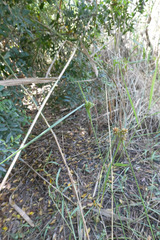 Carex extensa