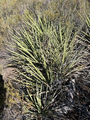Yucca schidigera