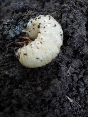 Strategus aloeus