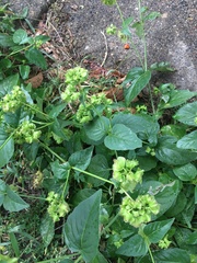 Mirabilis