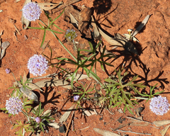Trachymene cyanantha