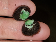 Corbicula fluminea
