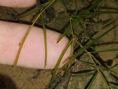 Potamogeton berchtoldii