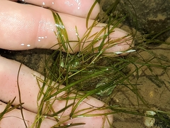 Potamogeton berchtoldii