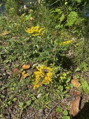 Solidago rugosa