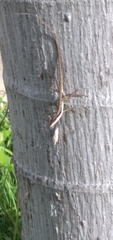 Anolis semilineatus