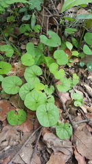 Dichondra repens