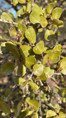 Ceanothus verrucosus