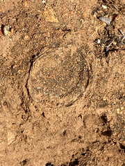 Bothriocyrtum californicum