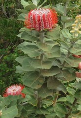 Banksia coccinea