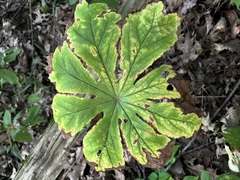 Podophyllum peltatum