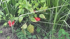 Capsicum baccatum pendulum