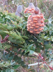 Banksia grandis