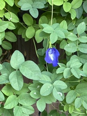 Clitoria ternatea