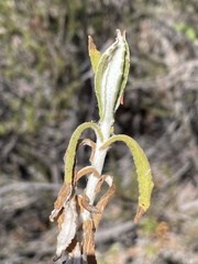 Pseudognaphalium biolettii