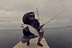 Cynoscion acoupa