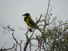 Pachycephala fuliginosa