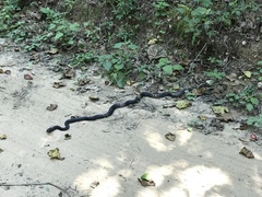 Masticophis flagellum flagellum