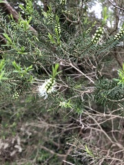 Melaleuca ericifolia