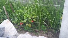 Capsicum baccatum pendulum