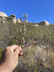 Salvia apiana