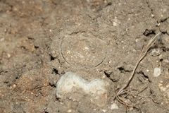 Bothriocyrtum californicum
